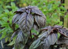 A plant has purple leaves.