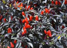 Red fruit points upward through black leaves.