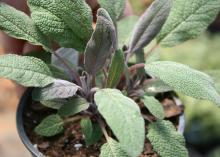 A small plant has soft, green and purple leaves.