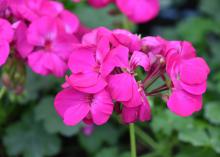 A cluster of small, hot-pink blooms rise above green foliage.