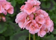 A cluster of small, salmon-colored blooms rise above green foliage.