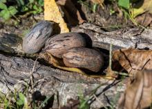 Three pecans lay on the ground.