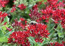 Clusters of red flowers bloom above green foliage.