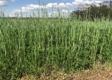 Tall grasses grow in a field with other plants