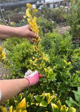 Arms are seen preparing to prune a branch.