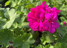 A cluster of violet blooms is surrounded by green leaves.