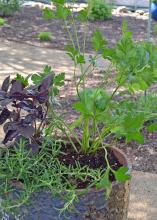 Green and purple herbs grow in a garden container.