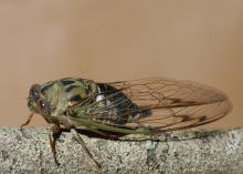 A large, winged insect has green and brown markings.