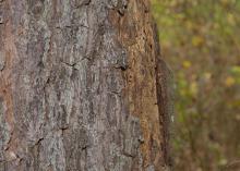 A close-up photo of a pine tree’s damaged bark