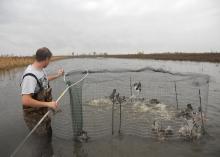 A man removes ducks from a baited swim-in trap.