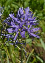 A delicate purple flower has yellow tips.