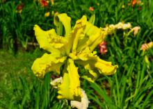 A large yellow bloom has ruffled edges.