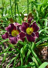 Large purple flowers have yellow centers and ruffled edges.