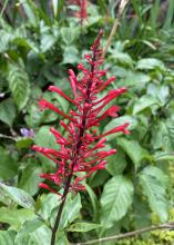 A single stalk has red, tubular flowers.