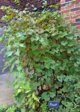 Brown grapes are visible on a vine that grows tall.