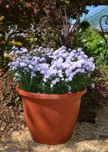 A container is filled with a blue-blooming plant.