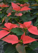 A poinsettia has orange-colored leaves.