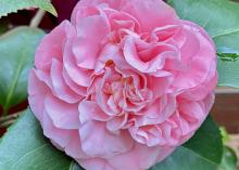 A large bloom has ruffled pink petals.