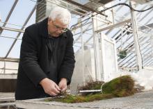 Randy Rousseau, a Mississippi State University Extension forestry professor in the Forest and Wildlife Research Center, examines pine seedlings in an MSU greenhouse Feb. 18, 2015, in Starkville, Mississippi. He administers a program designed to encourage landowners to invest in better seedlings so they can see for themselves that the results are worth the much higher initial cost. (Photo by MSU Ag Communications/Kat Lawrence)