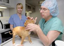 Dr. Phil Bushby, shown at right working in the Mobile Veterinary Clinic, is a professor emeritus at the Mississippi State University College of Veterinary Medicine. Bushby received a national award for his dedication to promoting animal welfare and quality veterinary surgery. (File photo by MSU College of Veterinary Medicine/Tom Thompson)