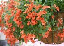 Diascias such as this Whisper Pumpkin are well suited for use in containers, either alone or in combination with other plants. (Photo by MSU Extension/Gary Bachman)