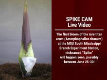 The first bloom of the rare titan arum (Amorphophallus titanum) at the MSU South Mississippi Branch Experiment Station, nicknamed “Spike”  will happen soon, possibly between June 25-30! 