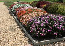 SunPatiens, such as this Henna, have brilliant colors and love full sun during the hottest parts of summer. (Photo by MSU Extension Service/Gary Bachman)