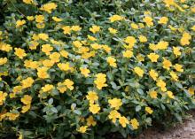 Purslane, such as this Pizzazz yellow, is a succulent that thrives in high summer temperatures. (Photo by MSU Extension Service/Gary Bachman)