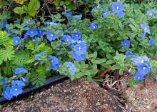 Blue Daze evolvulus is an easy-to-care-for plant that spreads quickly. The foliage has a downy appearance, and the sky-blue flowers are open for only one day. (Photo by MSU Extension Service/Gary Bachman)