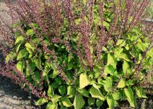 Remove the nonshowy flowers from plants like this coleus to allow the colorful foliage to be the focus. (Photo by MSU Extension Service/Gary Bachman)