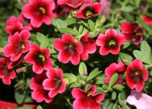 Pomegranate Punch is a variety of Calibrachoa Superbells that is heat tolerant all summer long and adds color to any flowerbed. (Photo by MSU Extension/Gary Bachman)