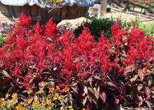 Dragon’s Breath celosias grow equally well in the landscape bed or in a patio container. Its unique red-green foliage is topped with blazing red, feathery flowers. (Photo by MSU Extension/Gary Bachman)