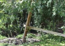 Stake or brace leaning trees to restore them to an upright position and accelerate their recovery from weather damage. (Photo by MSU Extension Service/Gary Bachman)