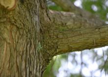 Shown is a branch collar, or slightly raised area where the branch is attached to tree’s trunk. Cutting a storm-damaged limb at this point will facilitate the healing process of the tree. (Photo by MSU Extension Service/Gary Bachman)