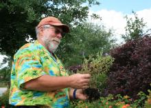 “Detective Bachman” examines a struggling plant to figure out how to fix a problem it faced in the landscape. (Photo by MSU Extension Service)