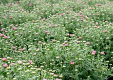 Select plants that still have tight buds and are just starting to show color for a more prolonged landscape show. (Photo by MSU Extension/Gary Bachman)