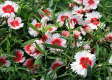 The Super Parfait series, such as this Super Parfait Red Peppermint, is cold weather tolerant and produces large blossoms on compact plants. (Photo by MSU Extension/Gary Bachman)