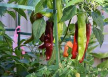 Home vegetable gardens can be a source of fun, creative holiday gifts. (Photo by MSU Extension Service/Gary Bachman)