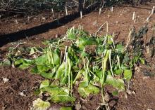 Tropical plants such as these Piper auritums, or root beer plants, were frozen back to the ground in the extreme cold weather of the second weekend in January. (Photo by MSU Extension/Gary Bachman)