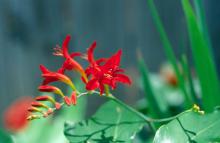 The fiery red Lucifer, a variety of crocosmia, looks exceptional in a tropical garden with bananas and cannas or in a perennial garden with daylilies and salvias.