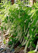 The native Virginia sweetspire with its long white blossoms looks like a natural in all Mississippi landscapes and especially along this dry creek bed.