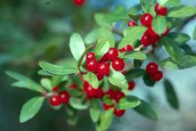 The Mississippi Medallion award winning Kathy Ann holly is like an Olympic champion of berry production.