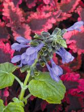 Costa Rica Blue salvia