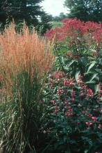 Gateway Joe Pye weed, Pink Turtle flower and Karl Forester feather reed make a nice perennial combination.