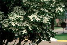 Though the brilliant white may look like a flower, it is actually a bract, similar to the red part of a poinsettia.