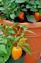 Many vegetables can be planted in late summer to produce in the fall. The Mohawk pepper is one selection that grows well in containers.