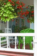 Two hanging baskets are filled with lime green ornamental sweet potatoes and the Dragon Wing begonia. These plants thrive even in the heat of late summer. (Photos by Norman Winter)