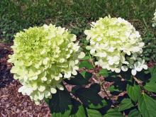 MSU horticulturist Norman Winter has spent the last 14 years promoting plants that excel in Mississippi, such as this 2009 Mississippi Medallion award winner, the Limelight hydrangea. It blooms from midsummer through fall. It has small leaves and an incredible quantity of flowers that start off almost white, then change to bright, light lime and finally turn pink as fall approaches. (Photo by Norman Winter)