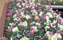 Accessorize spring-flowering bulbs to hide the ratty foliage that must remain afterwards to ensure a good bloom next year. Here, pansies are interplanted with tulips, providing color and camouflage. (Photo by Gary Bachman)