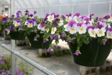 The unique growth habit of Plentifall pansies makes them outstanding landscape plants. This Plentifall Purple Wing has bright white lower petals with purple splotches and cheery purple-violet upper petals.